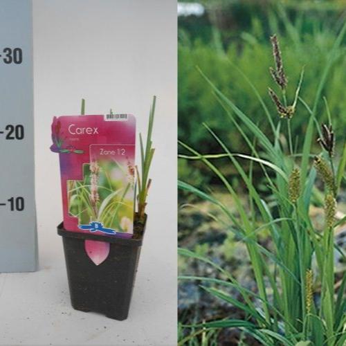 Carex (Riparia) - Image 3