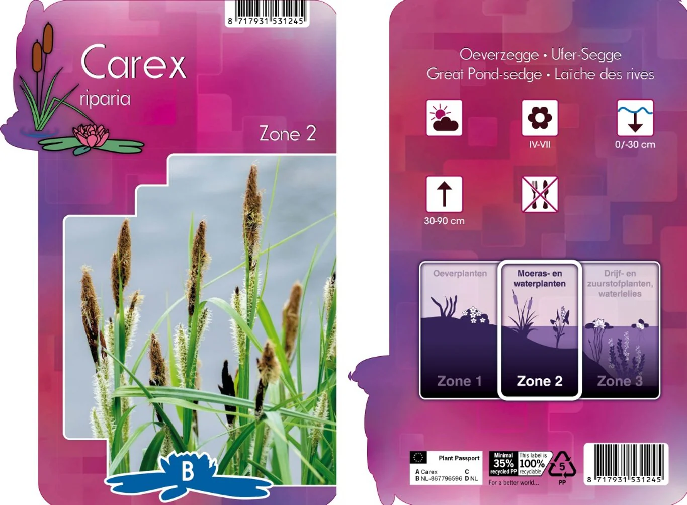 Carex riparia  P9