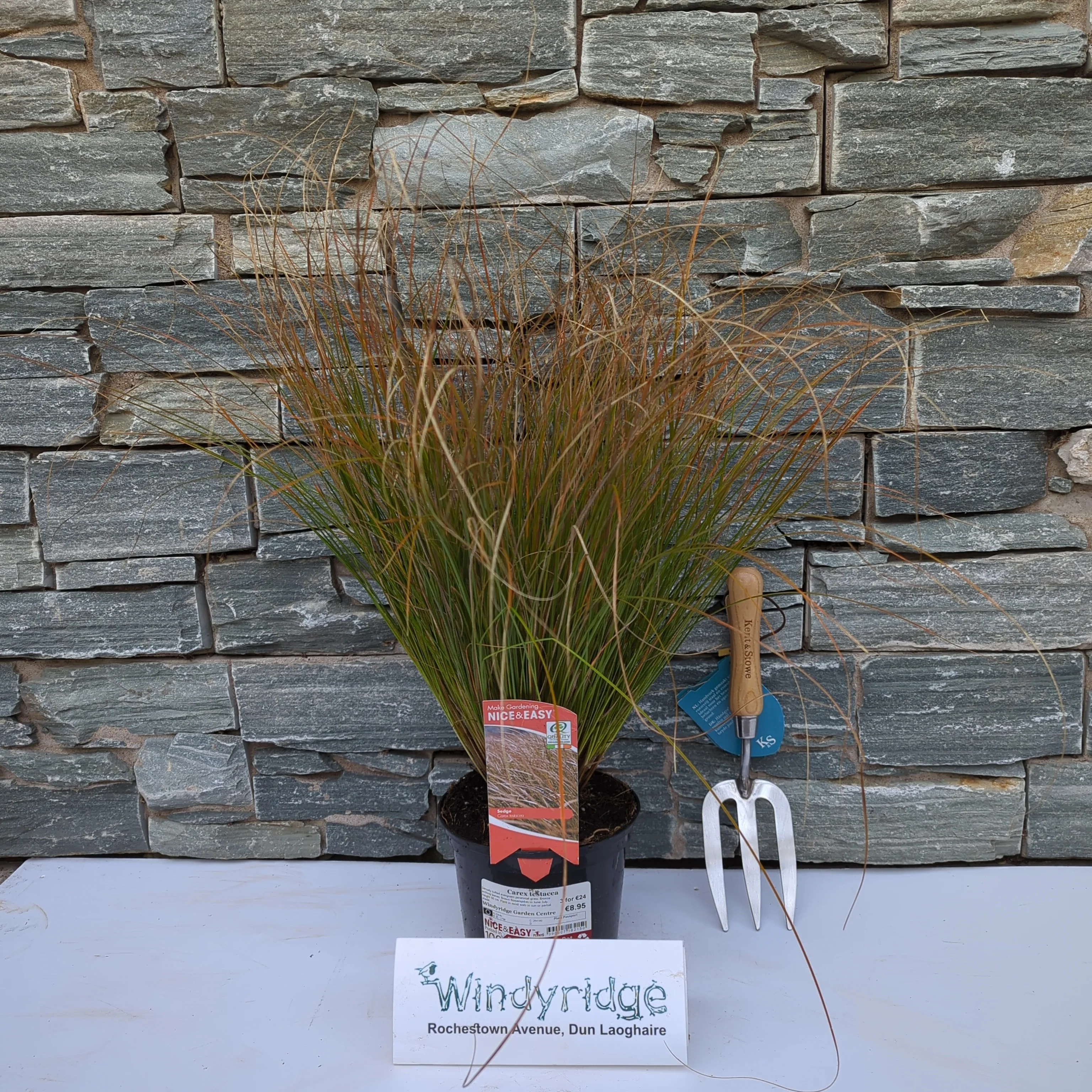 Carex testacea - Image 2