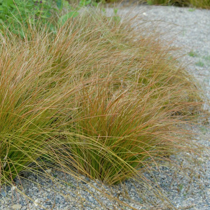 Carex Testacea (2Ltr Pot) - Image 3