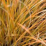 Carex testacea 3L