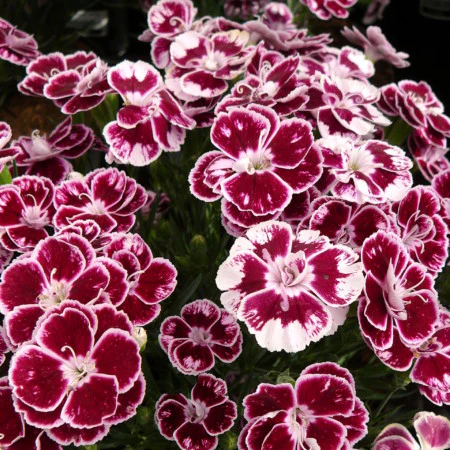 Carnation (Dianthus Charmy) - Image 2