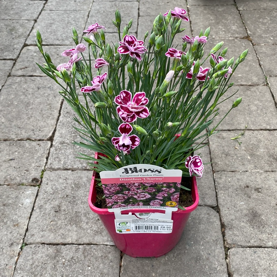 Carnation (Dianthus Charmy) - Image 3