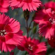 Carnation (Dianthus Cocktail Cosmopolitan)