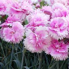 Carnation Dianthus Iced Gem (2Ltr Pot)