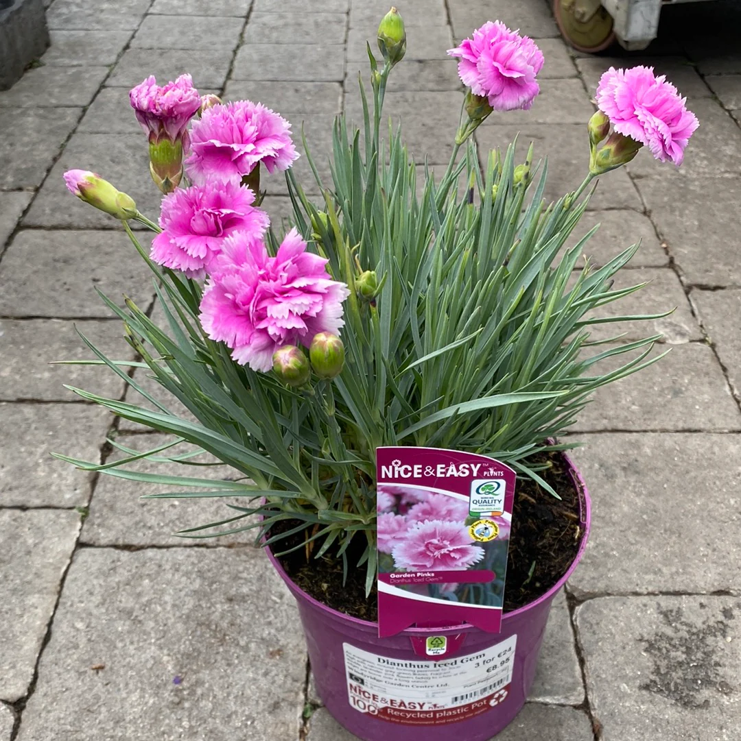 Carnation Dianthus Iced Gem (2Ltr Pot) - Image 2