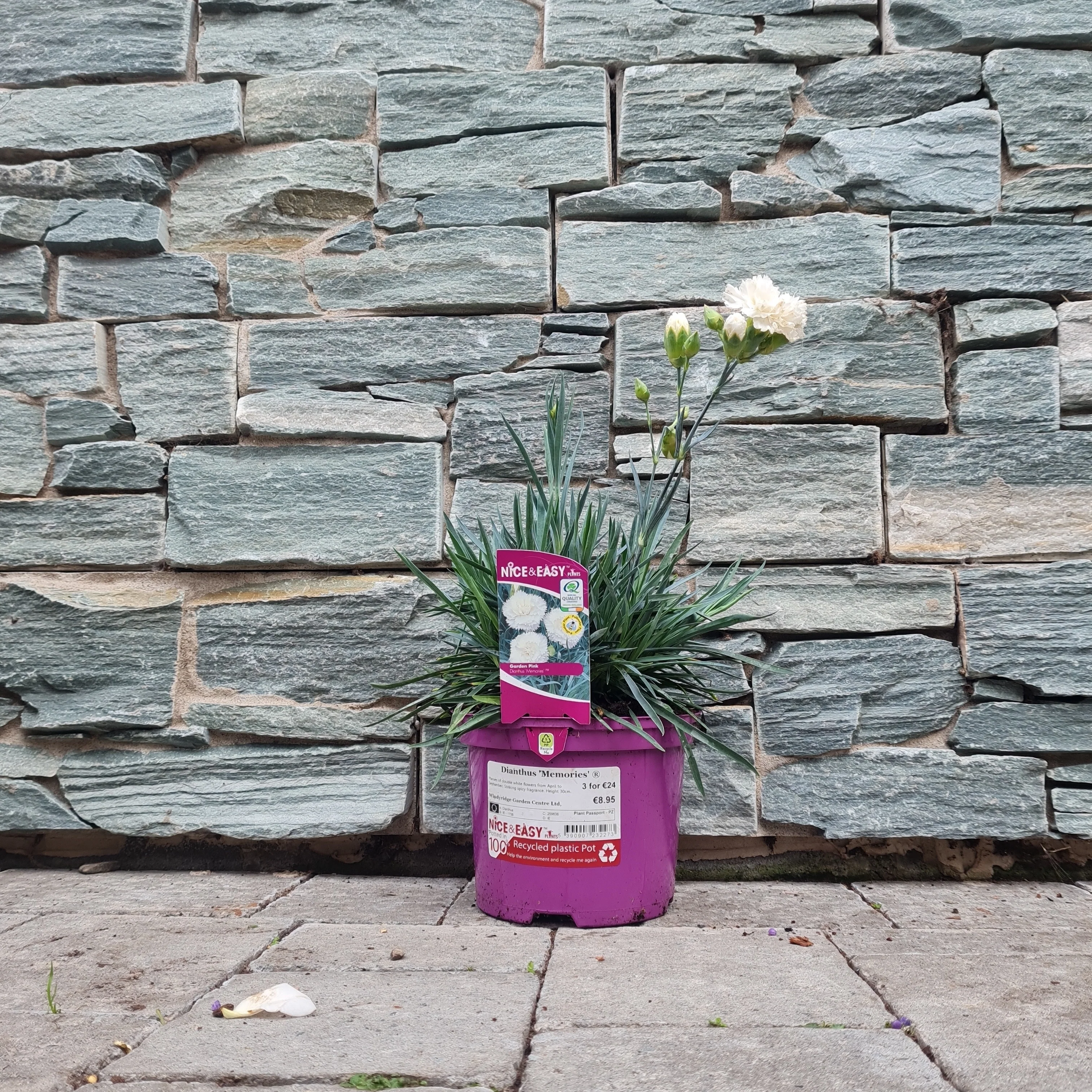 Carnation (Dianthus Memories) - Image 2