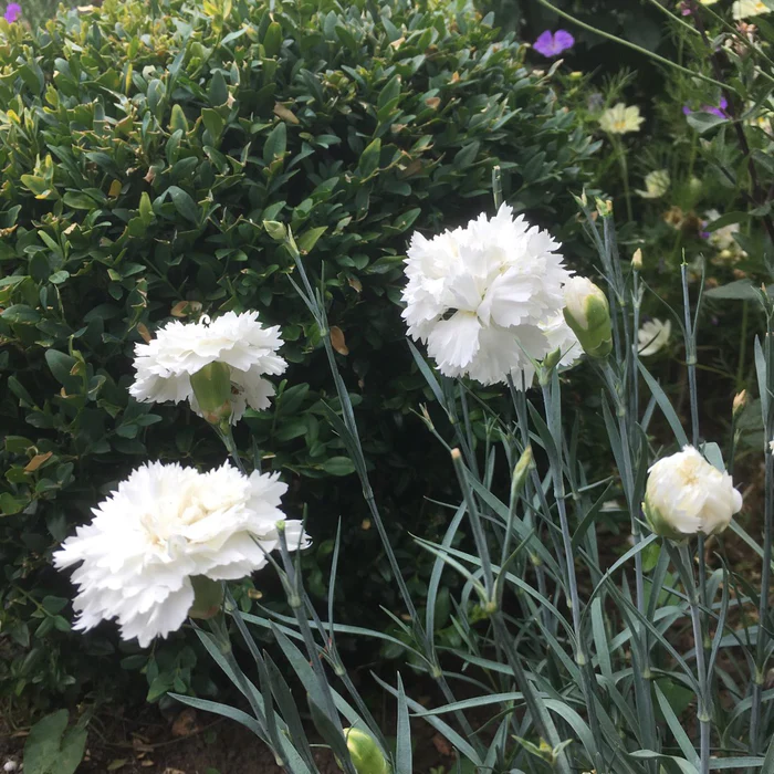 Carnation (Dianthus Memories) - Image 3