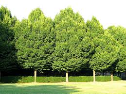 Carpinus Betula Fastigiata