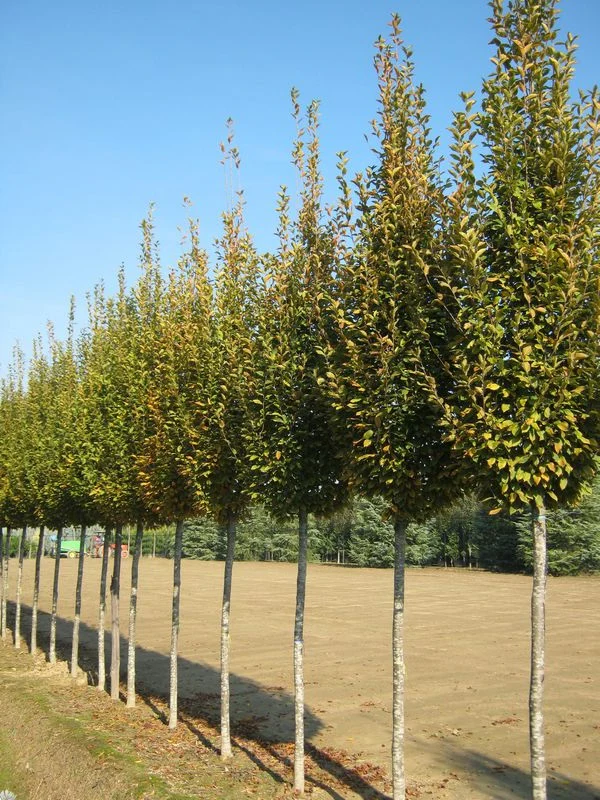 Carpinus betulus Lucas 175-200cm