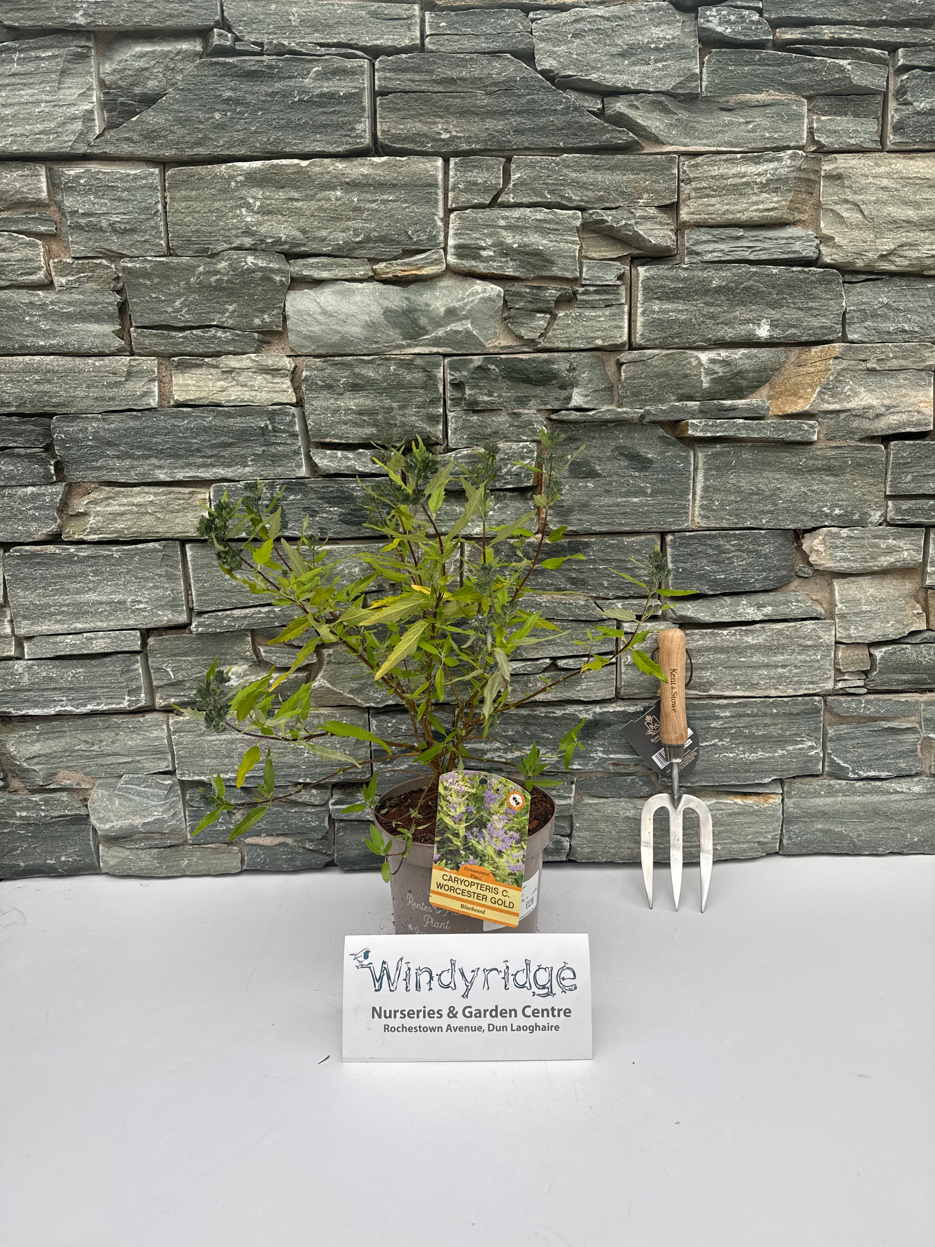 CARYOPTERIS C. WORCESTER GOLD - Image 2