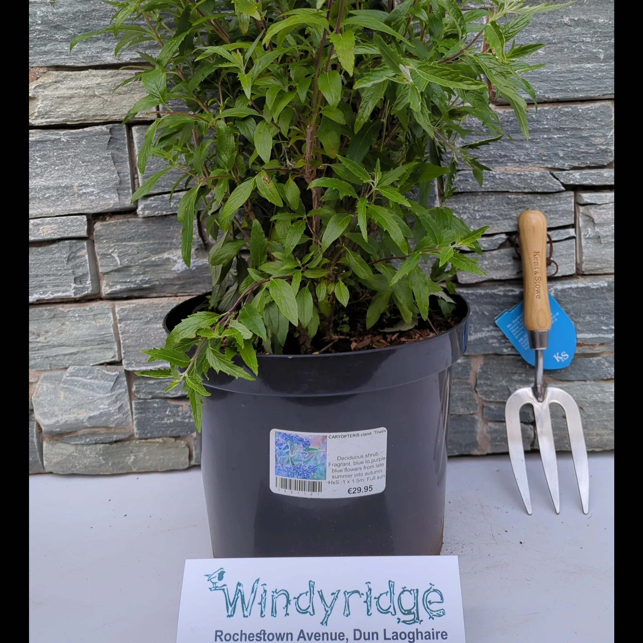 CARYOPTERIS cland. Thetis