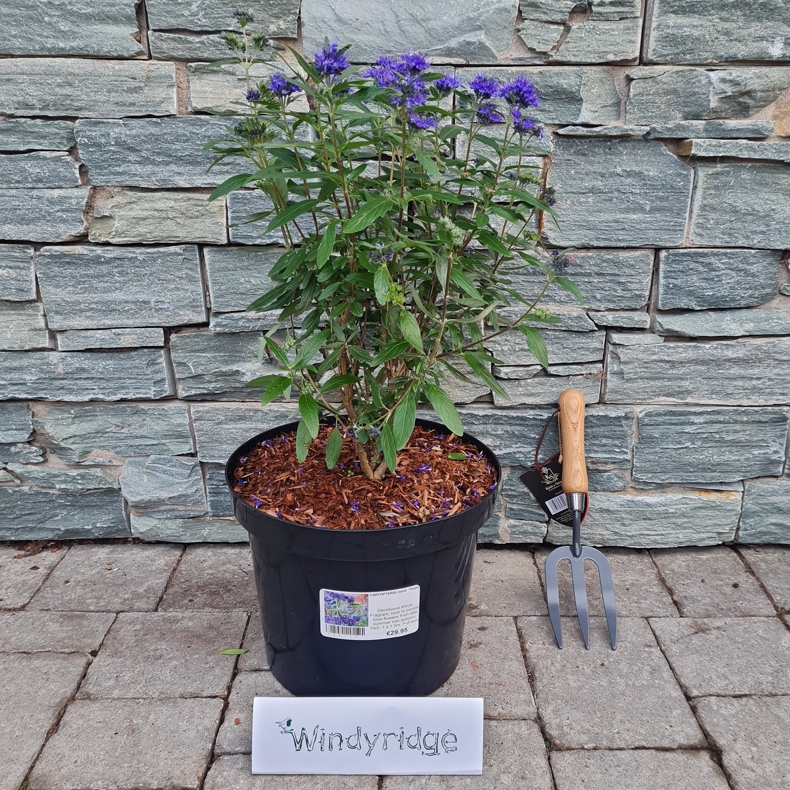 CARYOPTERIS cland. Thetis - Image 3