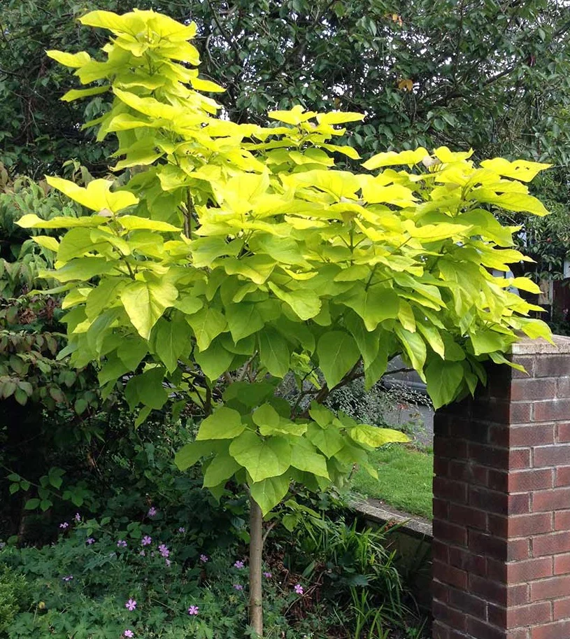 Catalpa bignonioides Aurea