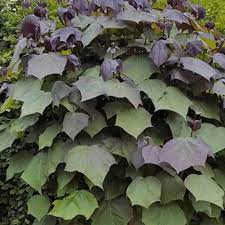 Catalpa erubescens Purpurea - Image 2