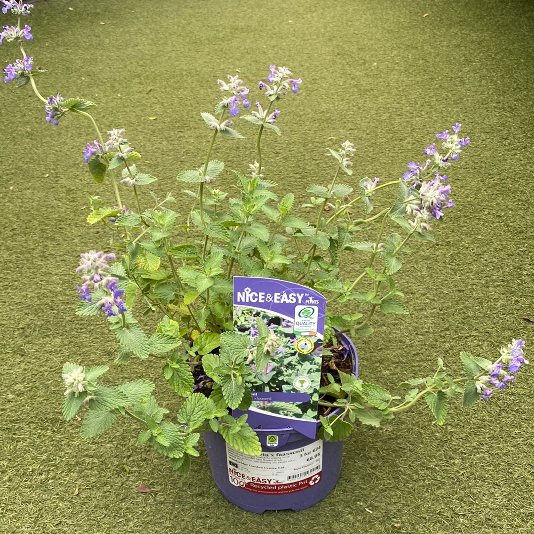 Catmint Nepeta x faassenii (2Ltr Pot) - Image 2