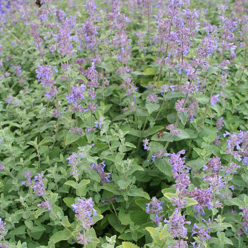 Catmint Nepeta x faassenii (2Ltr Pot) - Image 3
