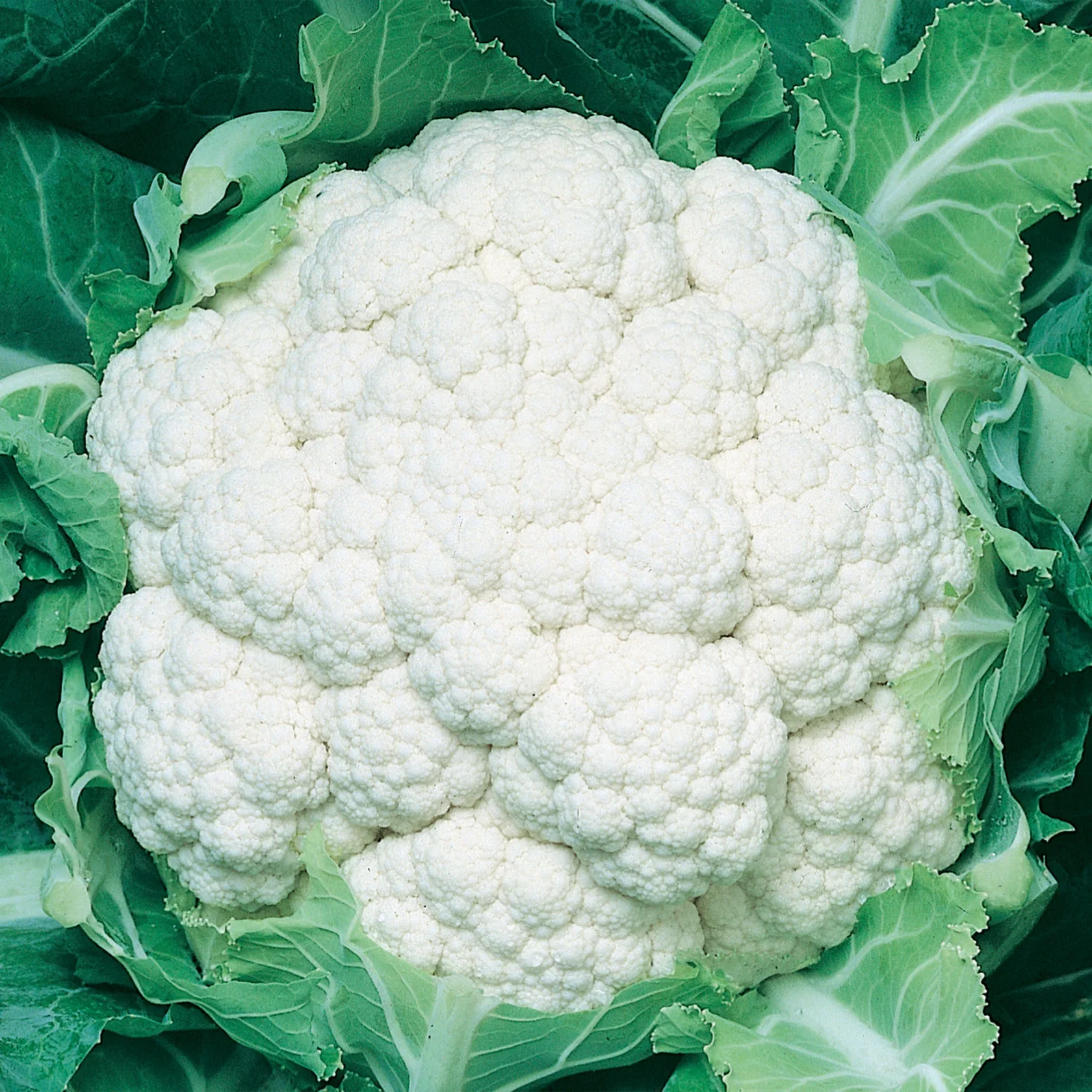 Cauliflower Igloo - Image 2
