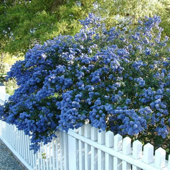 Ceanothus 'Concha' 100 cm. - Image 2