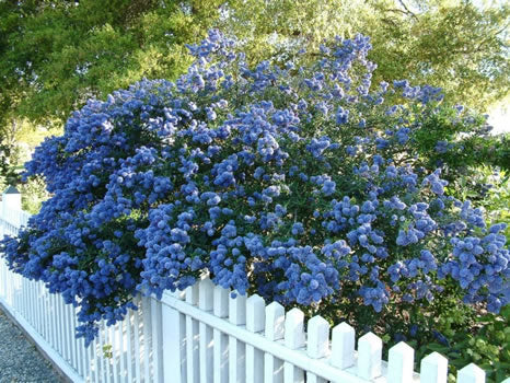 Ceanothus Concha