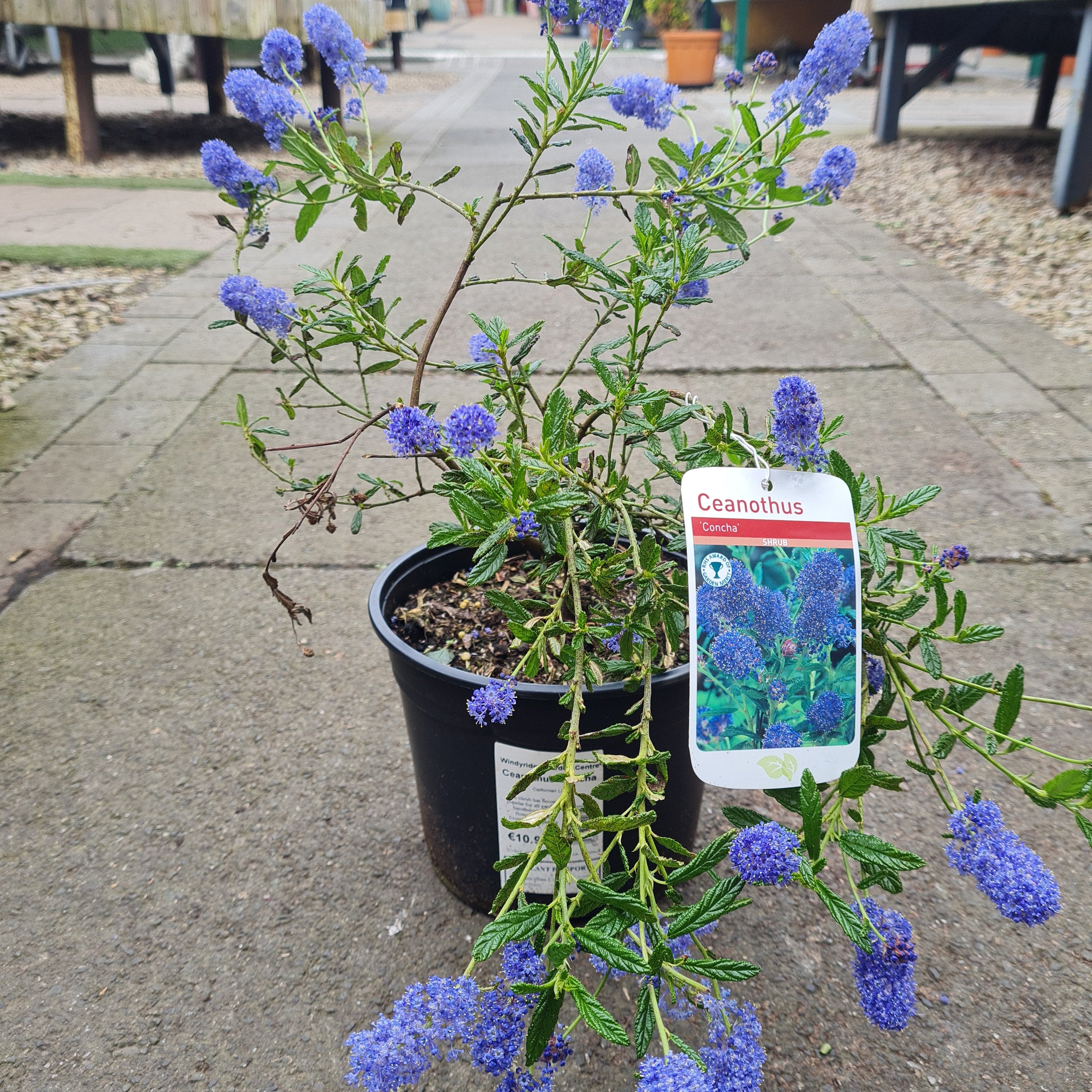 Ceanothus Concha - Image 2