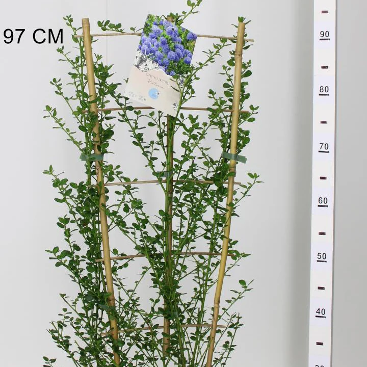Ceanothus impressus Victoria - Image 3