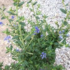 Ceanothus Pugets Blue