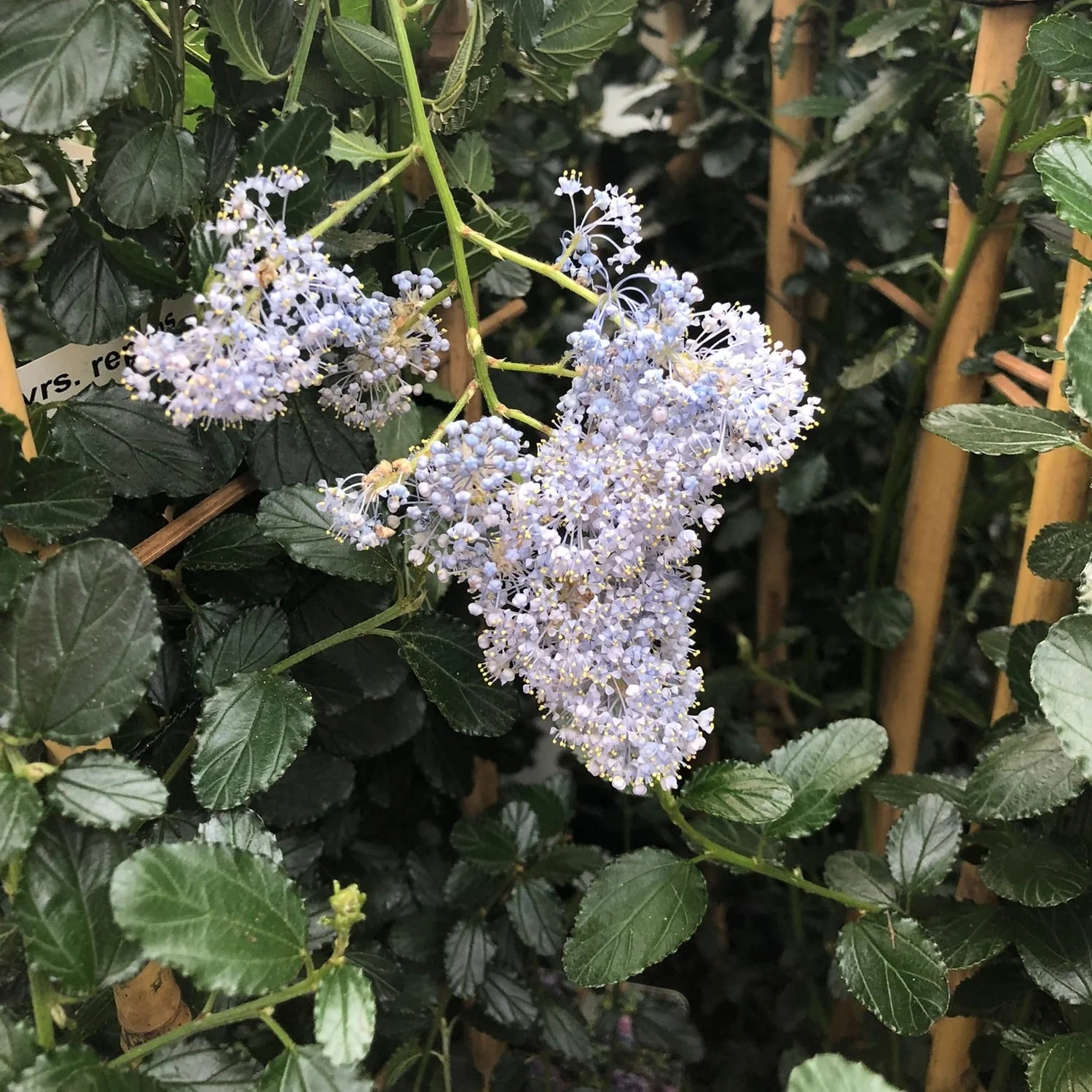 Ceanothus thyrs. repens