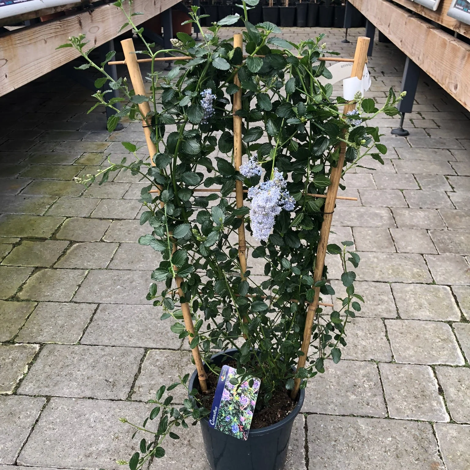 Ceanothus thyrs. repens - Image 2