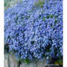 Ceanothus thyrs. repens - Image 3