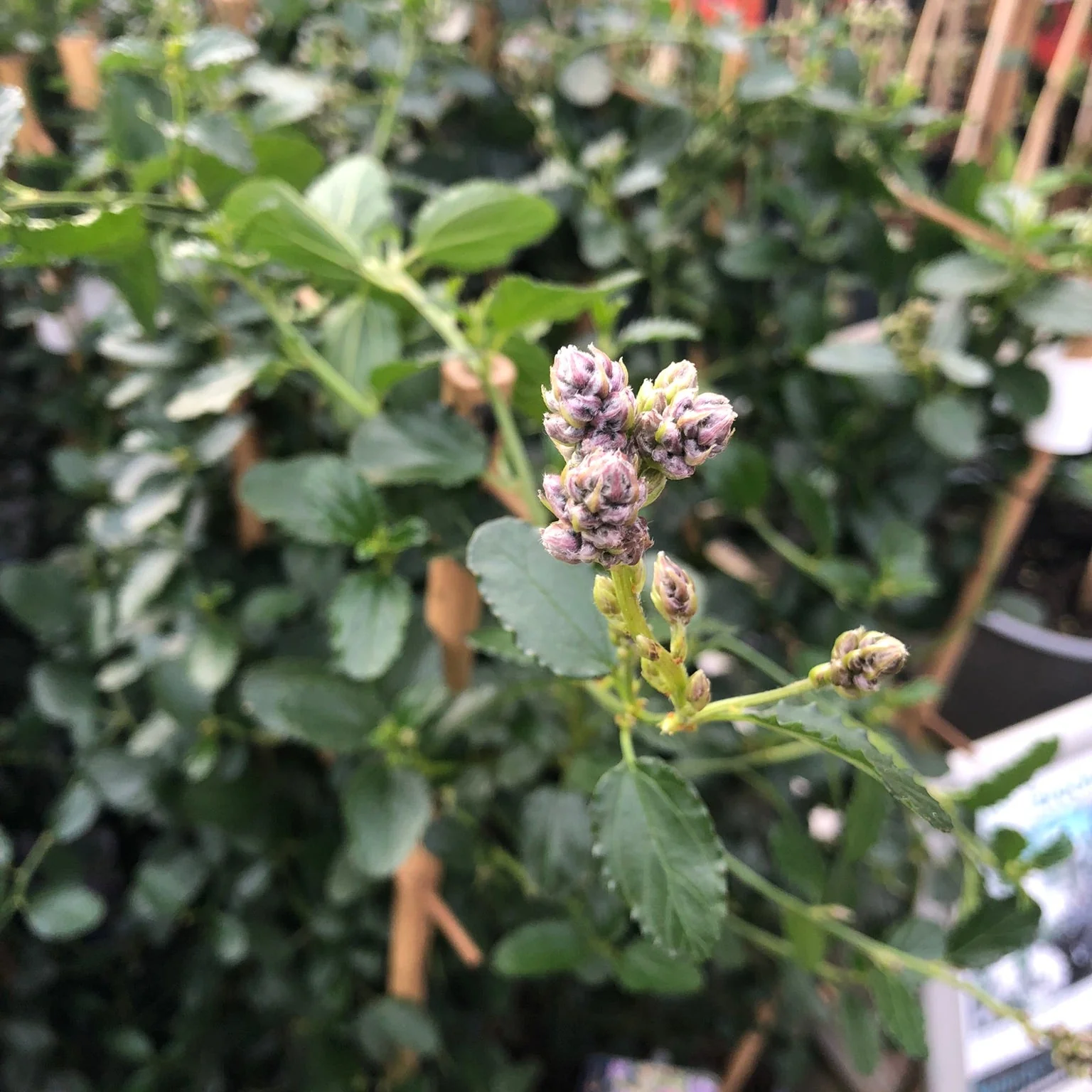 Ceanothus thyrs. repens - Image 4