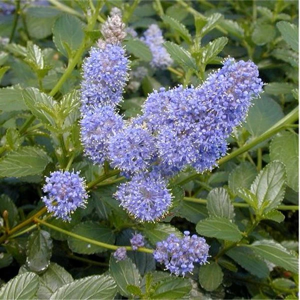 Ceanothus Thyrs Repens - Image 2