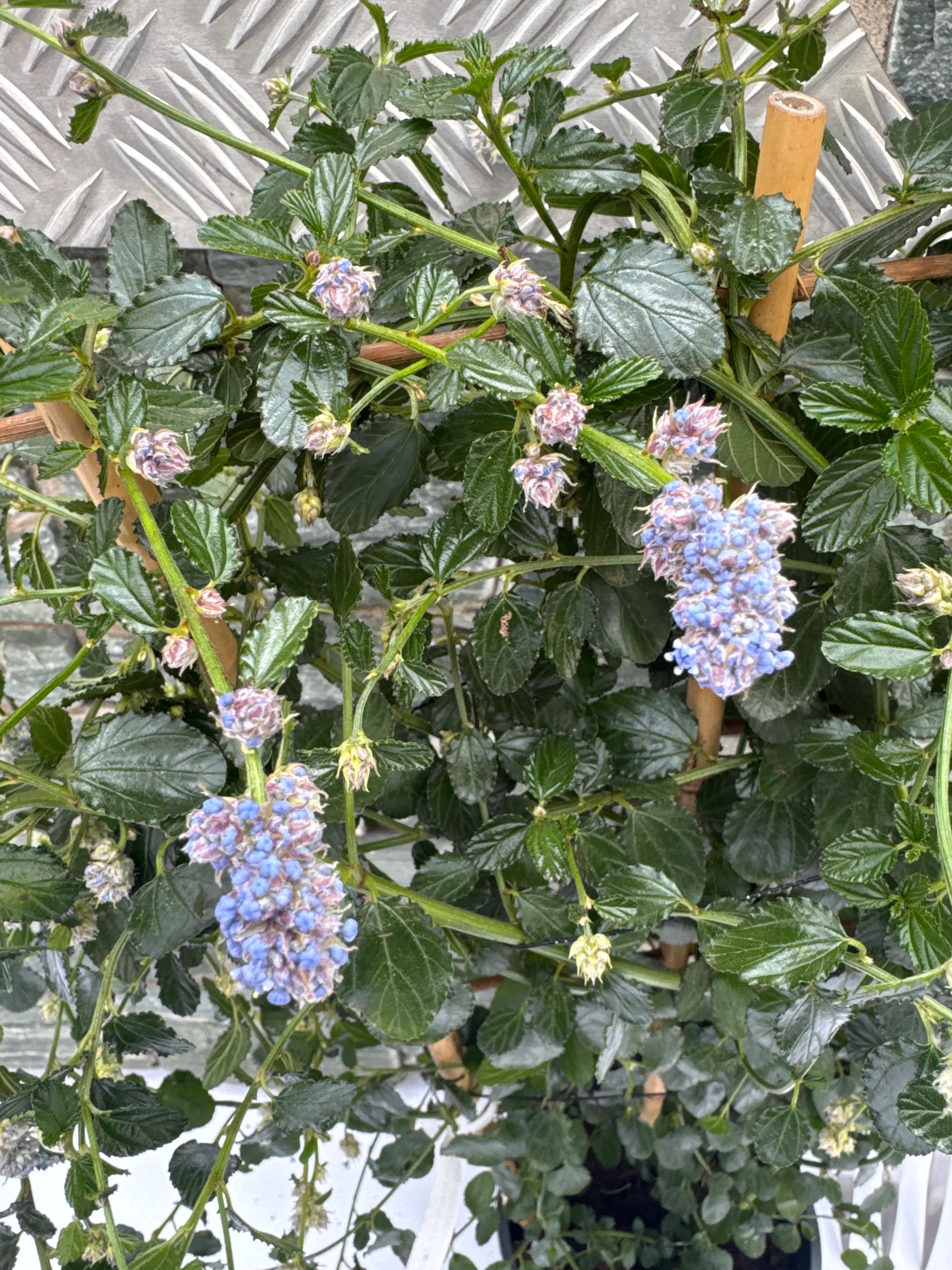 Ceanothus thyrs. repens - Image 6