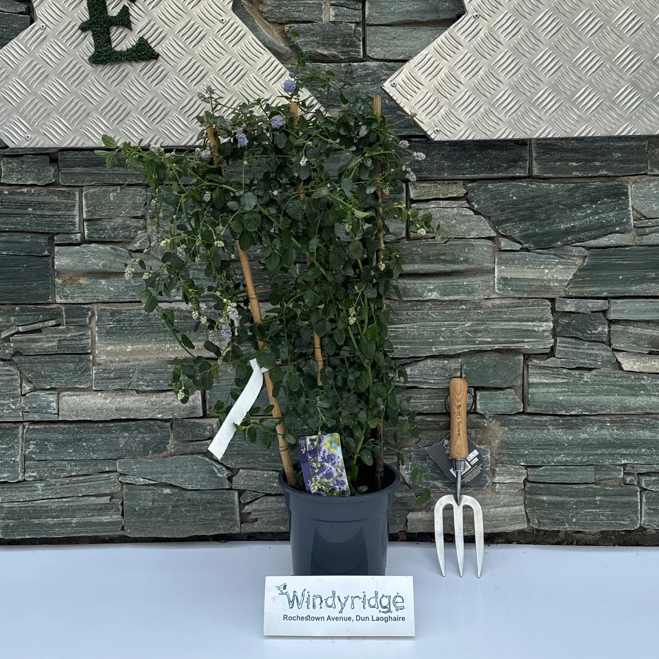 Ceanothus thyrs. repens - Image 7