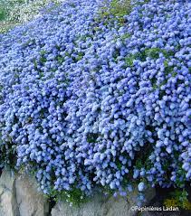 Ceanothus Thyrs Repens - Image 3