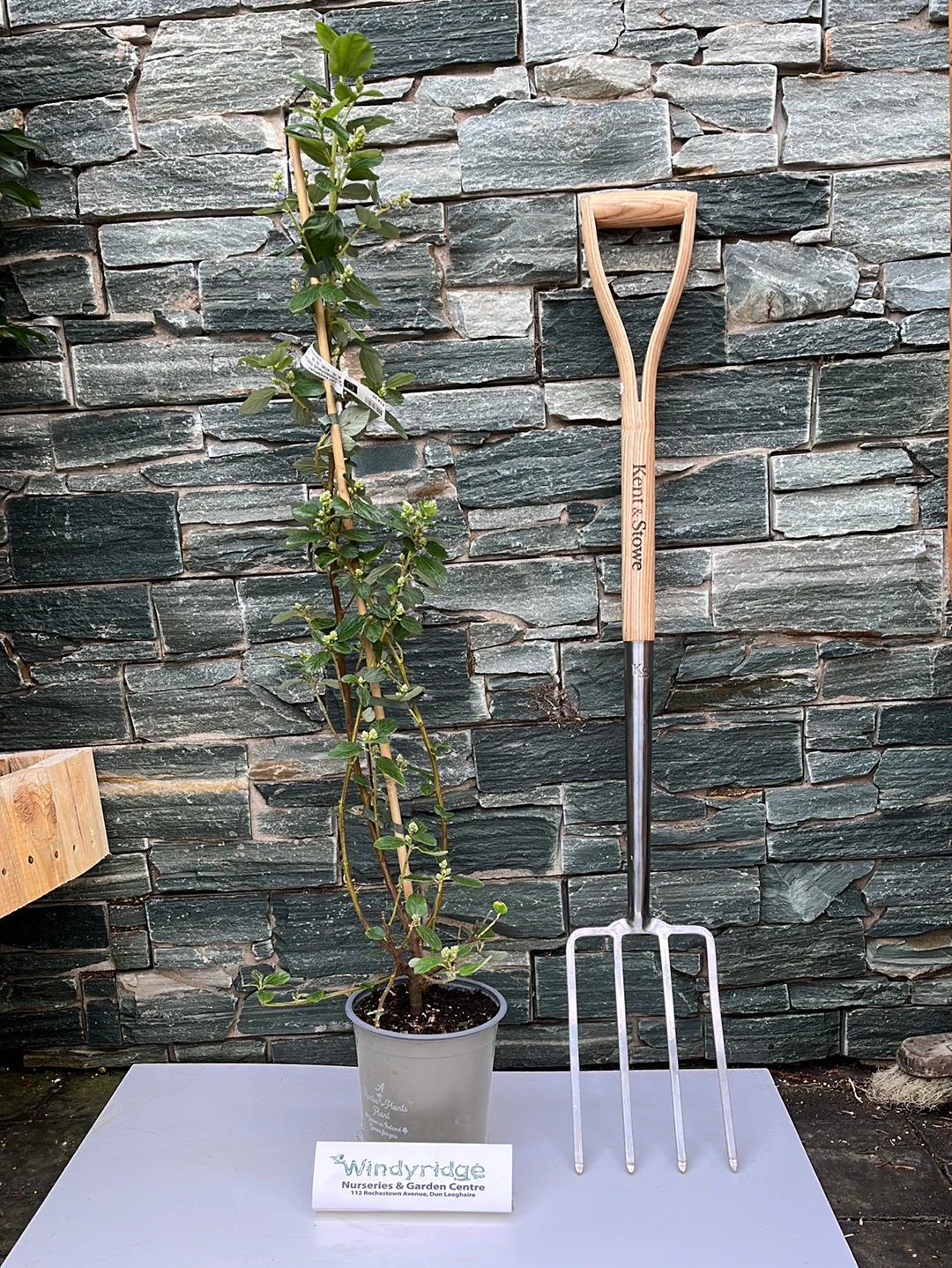 CEANOTHUS TREWITCHEN BLUE Trellis