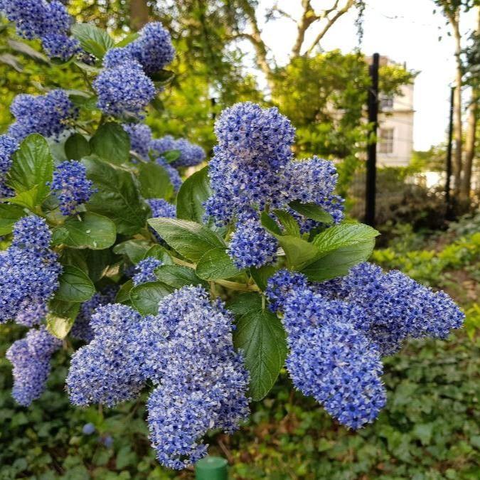 CEANOTHUS TREWITCHEN BLUE Trellis - Image 2