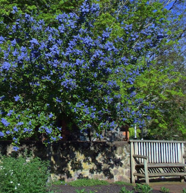 Ceanothus Trewithen Blue - Image 2
