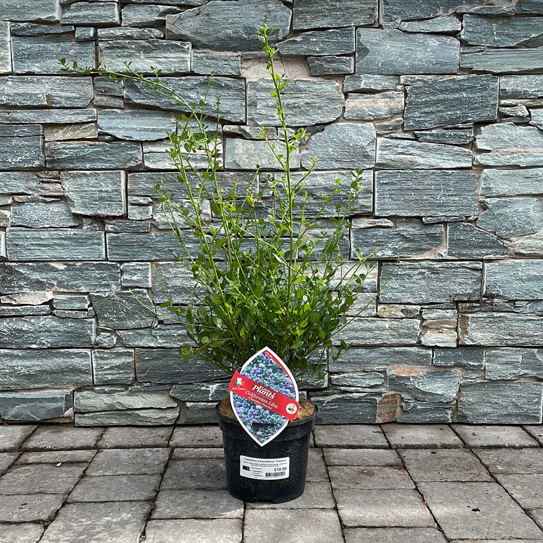 Ceanothus Victoria