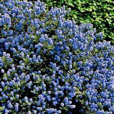 Ceanothus Victoria - Image 2