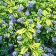 Ceanothus Zanzibar - Image 2