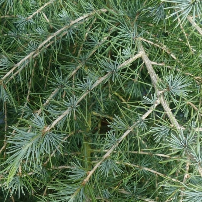 Cedrus deod. Feelin Blue  50 CM STEM C10 - Image 2