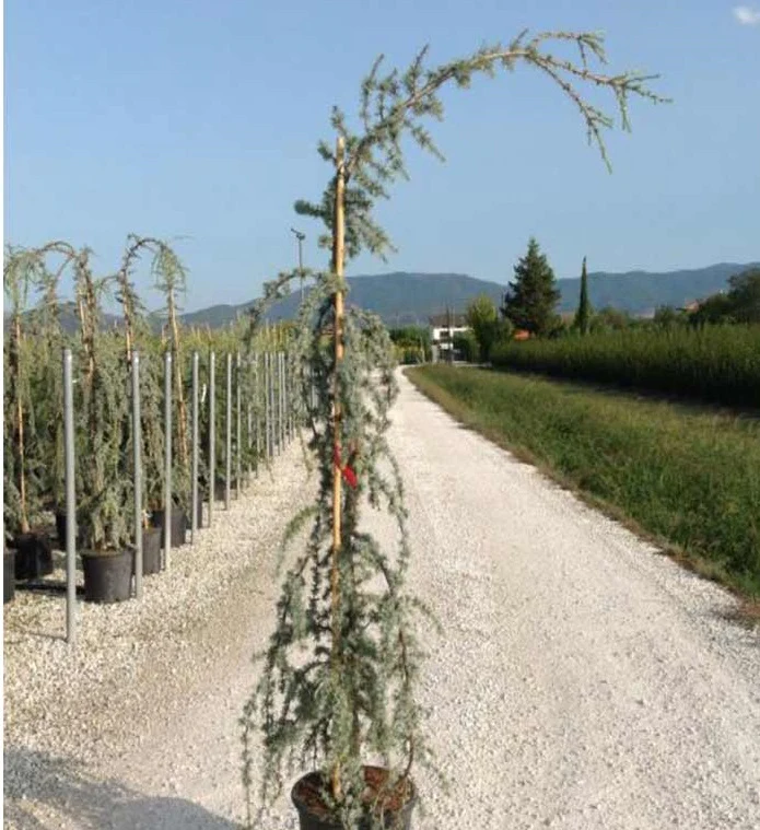 Cedrus libani Glauca Pendula