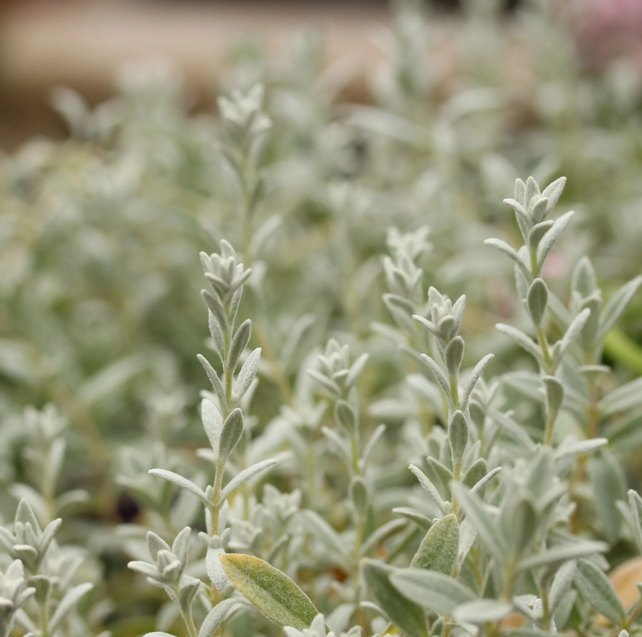 Cerastium tomentosum