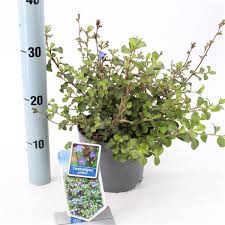 Ceratostigma griffithii  5 Ltr pot - Image 3
