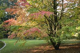 Cercidiphyllum japonicum - Image 2