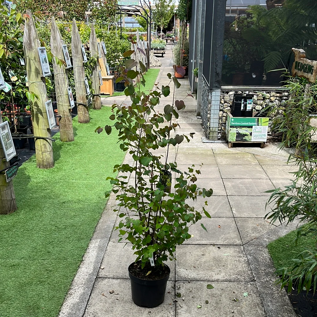 Cercidiphyllum japonicum - Image 3