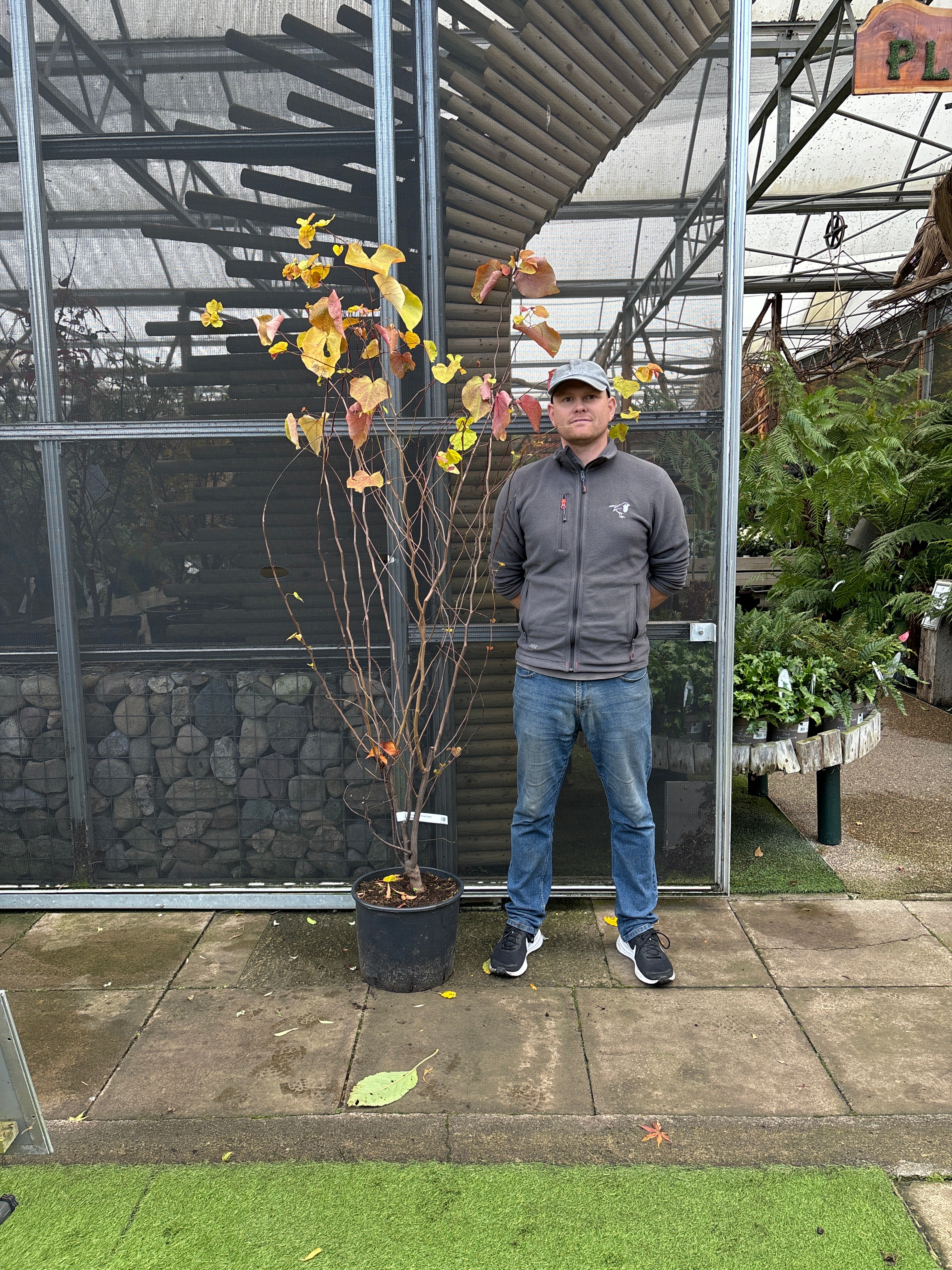 Cercis can. Eternal Flame - Image 2