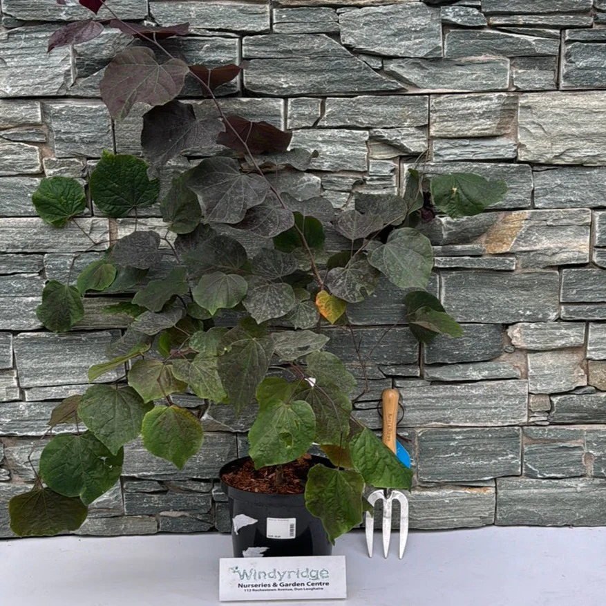 Cercis can. Forest Pansy - Image 3