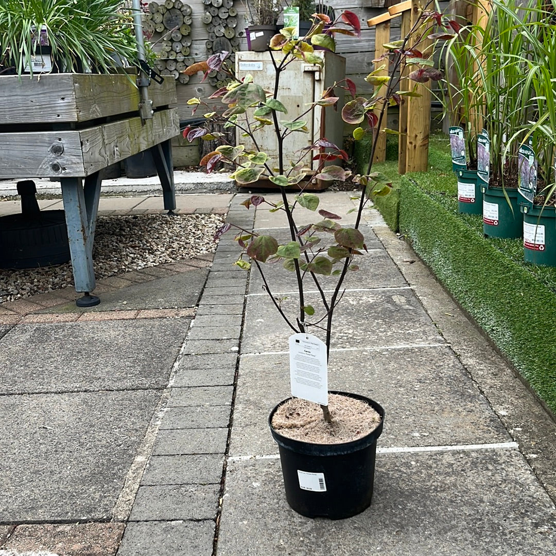 Cercis can. Forest Pansy - Image 5